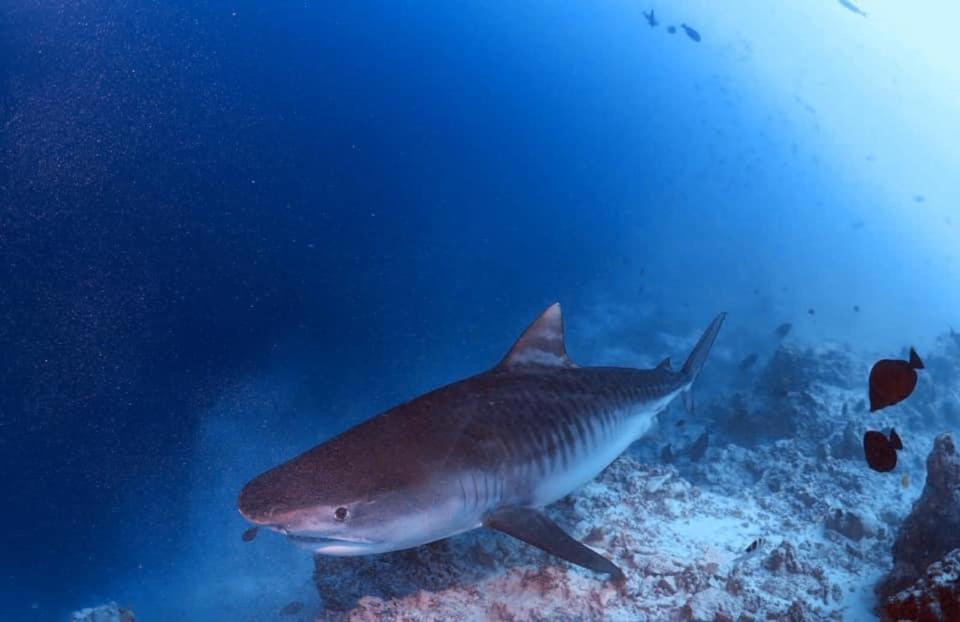 Endhaa, Divers Home Fuvahmulah 외부 사진