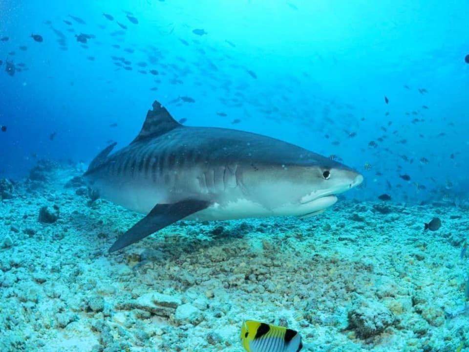 Endhaa, Divers Home Fuvahmulah 외부 사진