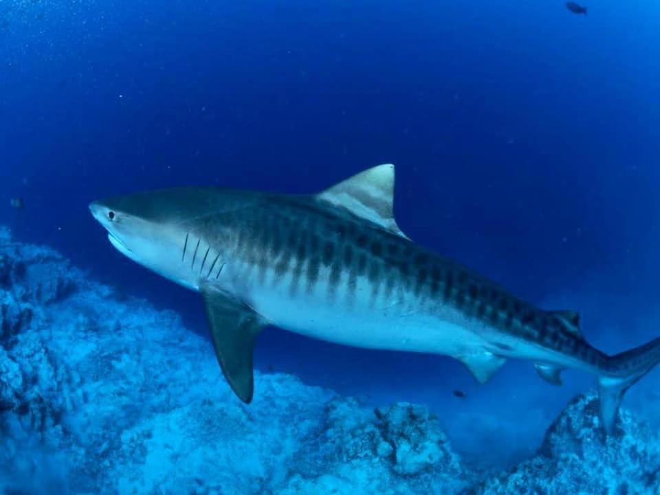 Endhaa, Divers Home Fuvahmulah 외부 사진